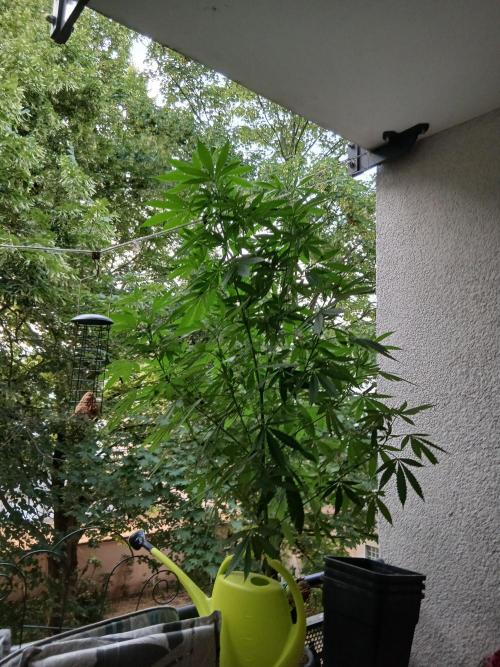Super Sativa Seed Club Outdoor Version. Week 16