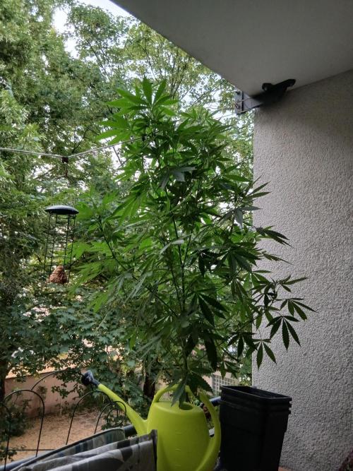 Super Sativa Seed Club Outdoor Version. Week 16