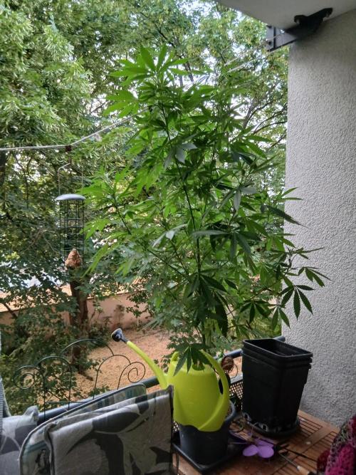 Super Sativa Seed Club Outdoor Version. Week 16