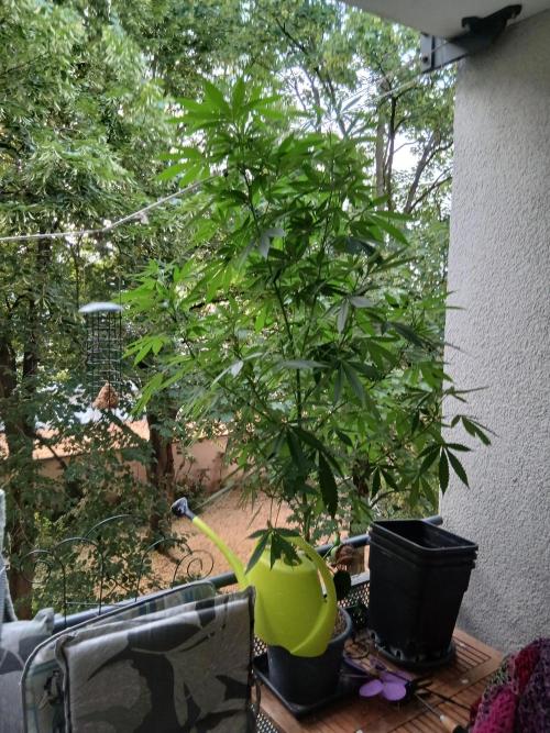 Super Sativa Seed Club Outdoor Version. Week 16