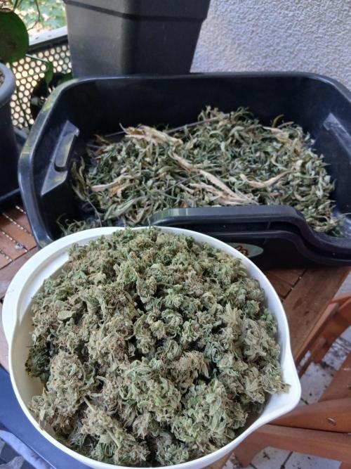 Super Sativa Seed Club DWC Version. Week 15