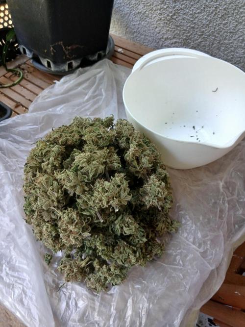Super Sativa Seed Club DWC Version. Week 15
