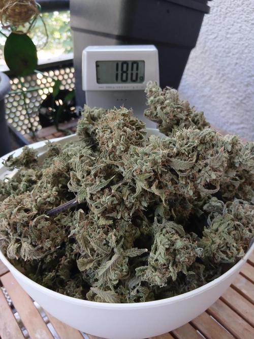 Super Sativa Seed Club DWC Version. Week 15