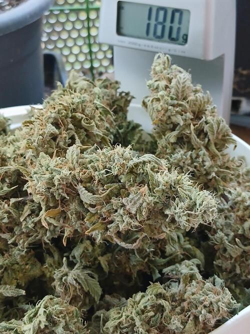 Super Sativa Seed Club DWC Version. Week 15