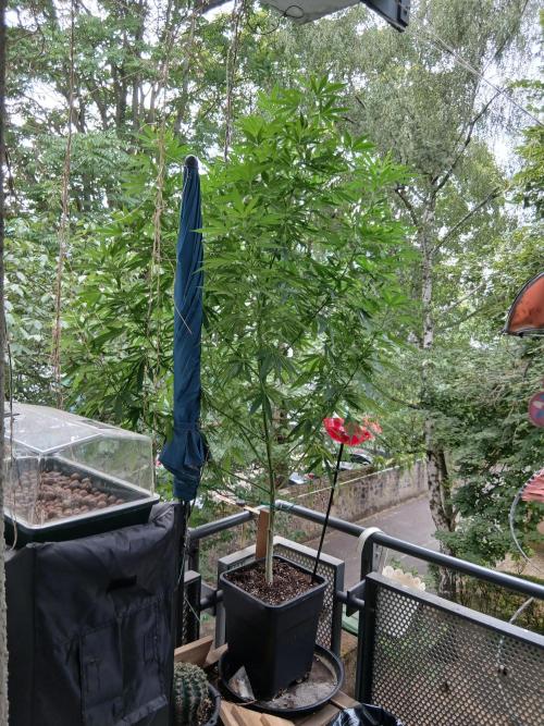 Super Sativa Seed Club Outdoor Version. Week 18