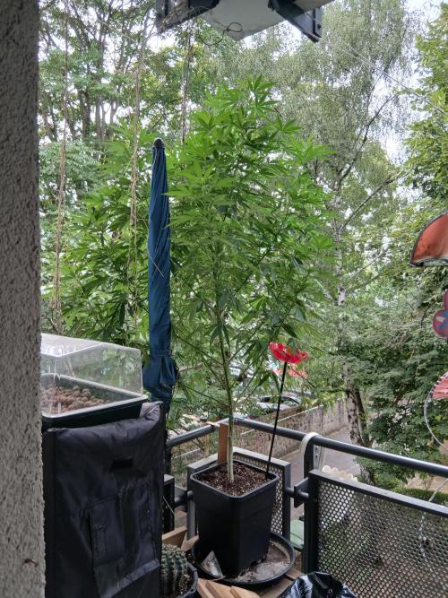 Super Sativa Seed Club Outdoor Version. Week 18