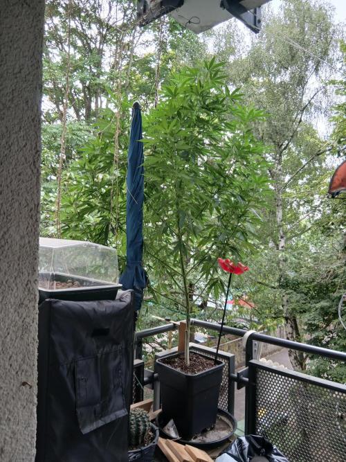 Super Sativa Seed Club Outdoor Version. Week 18