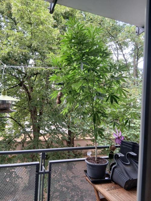 Super Sativa Seed Club Outdoor Version. Week 18
