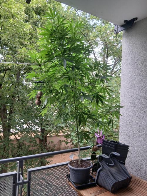 Super Sativa Seed Club Outdoor Version. Week 18