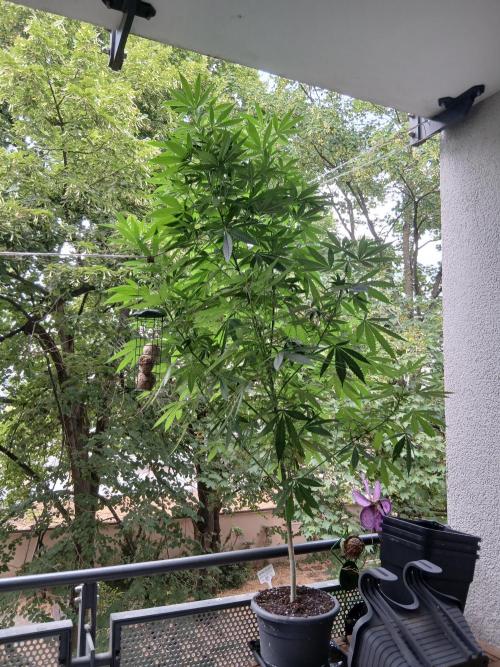 Super Sativa Seed Club Outdoor Version. Week 18