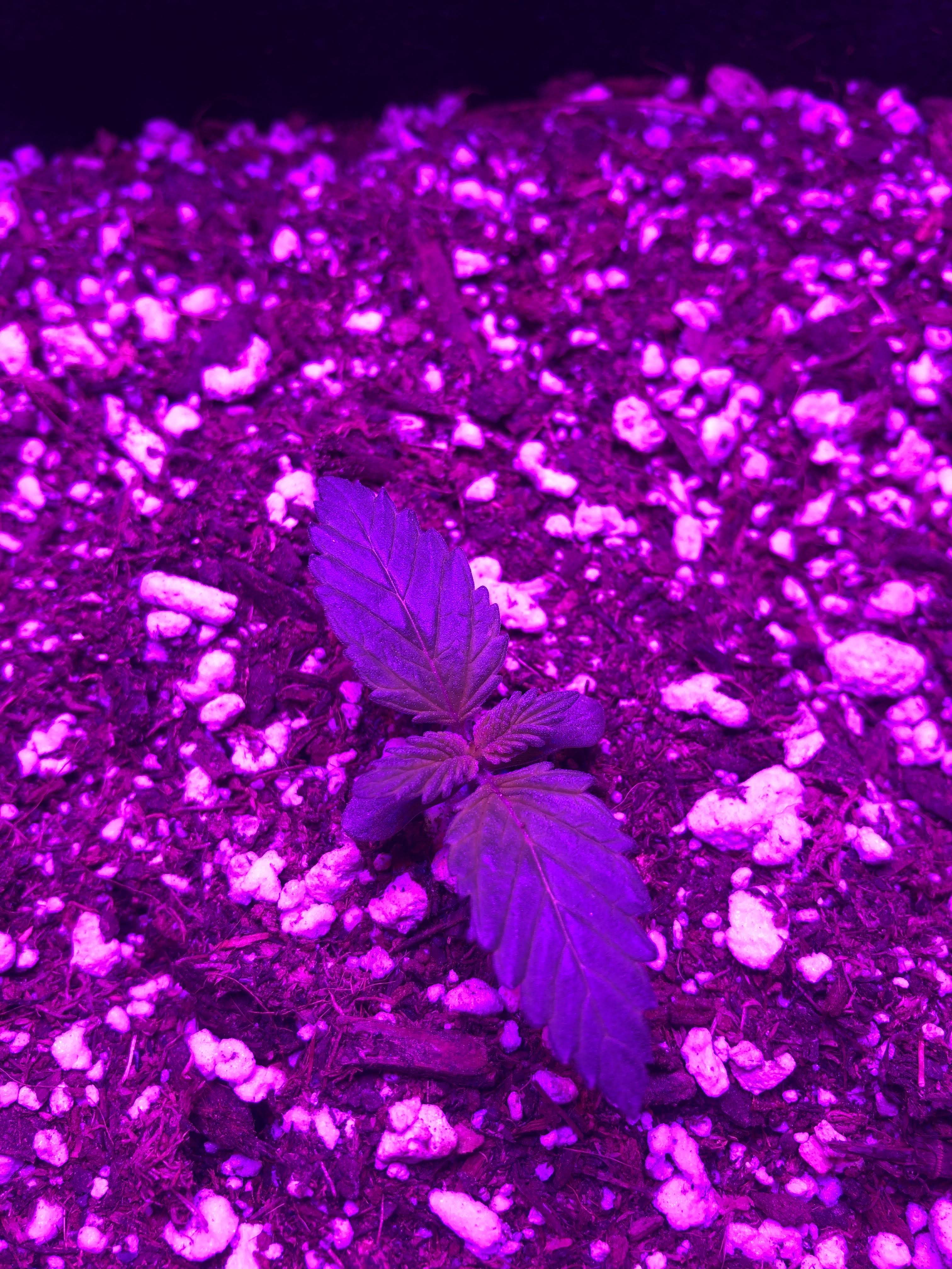 fruity pebbles og grow diary (journal) week2 by avstn GrowDiaries