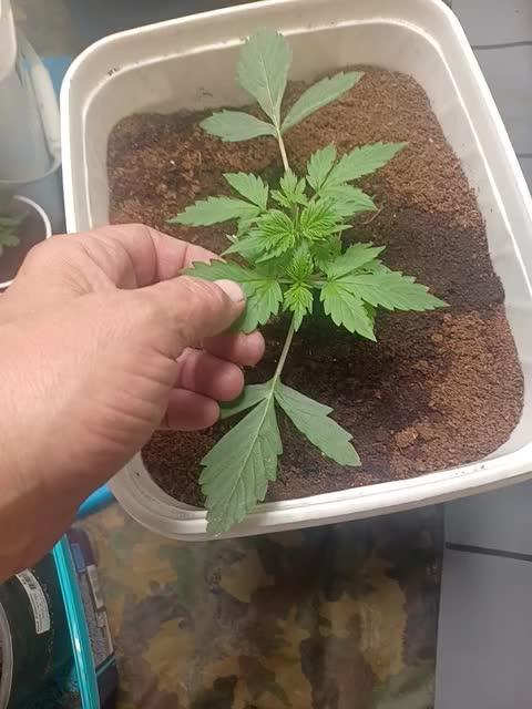 Apollo f1 hybrid and critical mass