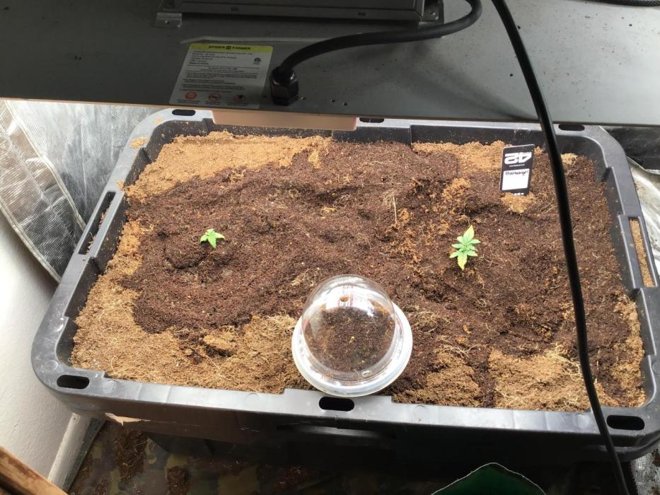 The Abode. Week 0 - 4 frostbanger from 5 days old (upper right corner) to germinating. (Under dome).