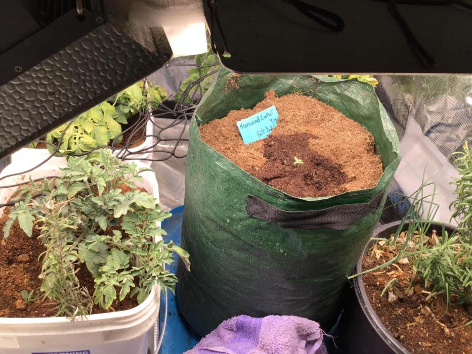 Tropicana cookies. Week 1 - Day 3