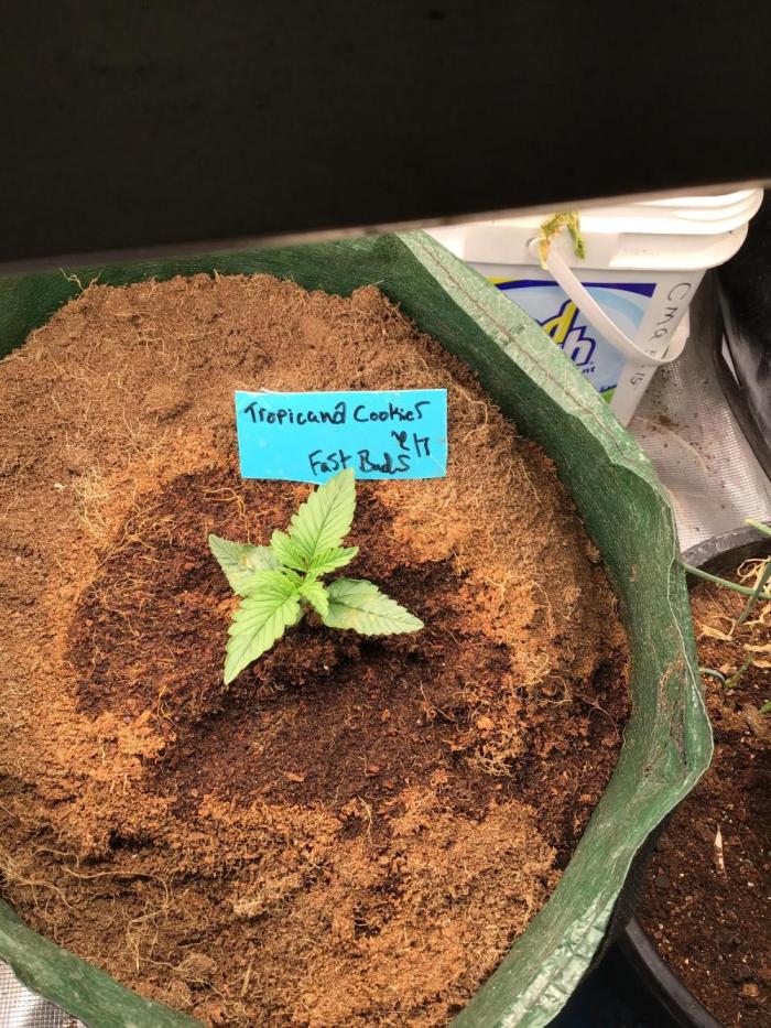 Tropicana cookies. Week 2 - She’s very vigorous! One week old