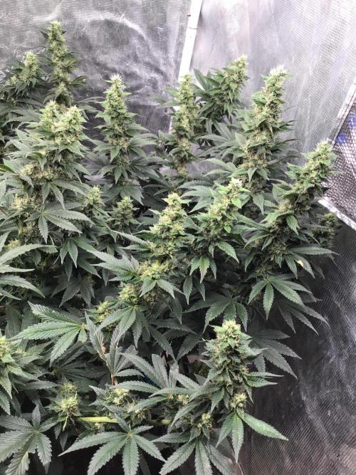 The dude’s kush & gushers. Week 4 - OG Kush week 4,, just starting to get stinky, and frosting up nicely.