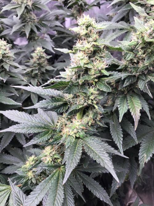 The dude’s kush & gushers. Week 4 - Og kush week 4