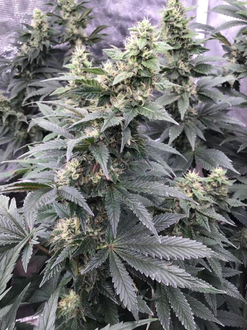 The dude’s kush & gushers. Week 4 - OG kush week 4