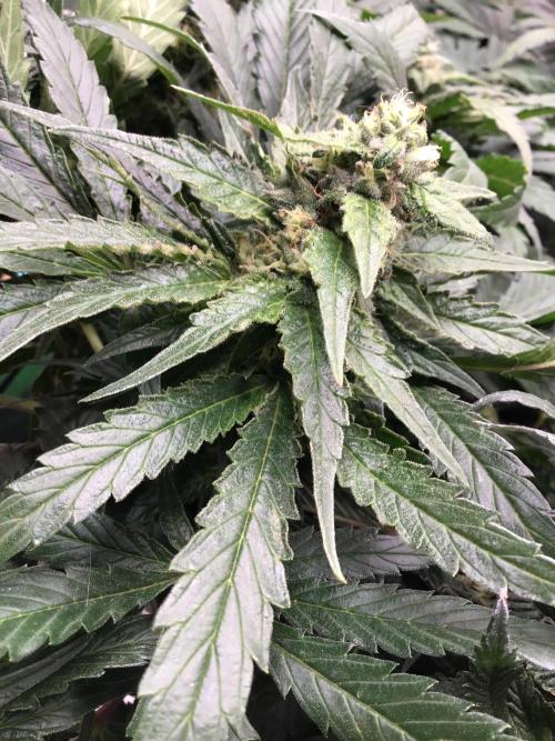 The dude’s kush & gushers. Week 4 - Gushers week 3