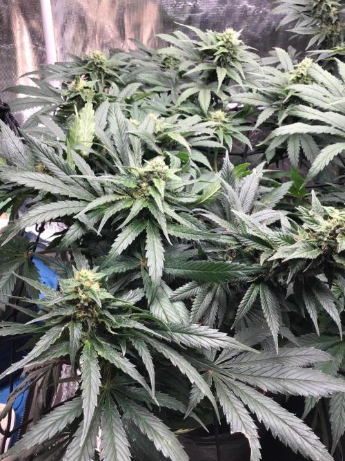 The dude’s kush & gushers. Week 4 - Gushers week 3