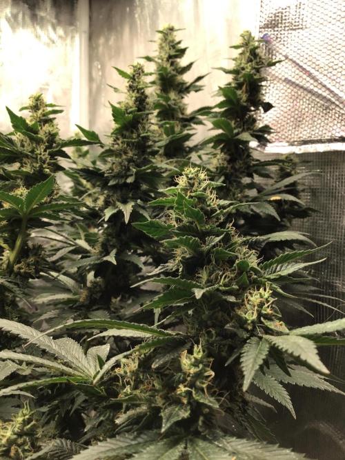 The dude’s kush & gushers. Week 4 - OG Kush week 4