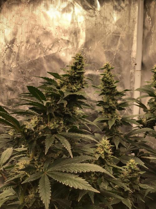 The dude’s kush & gushers. Week 4 - OG Kush week 4