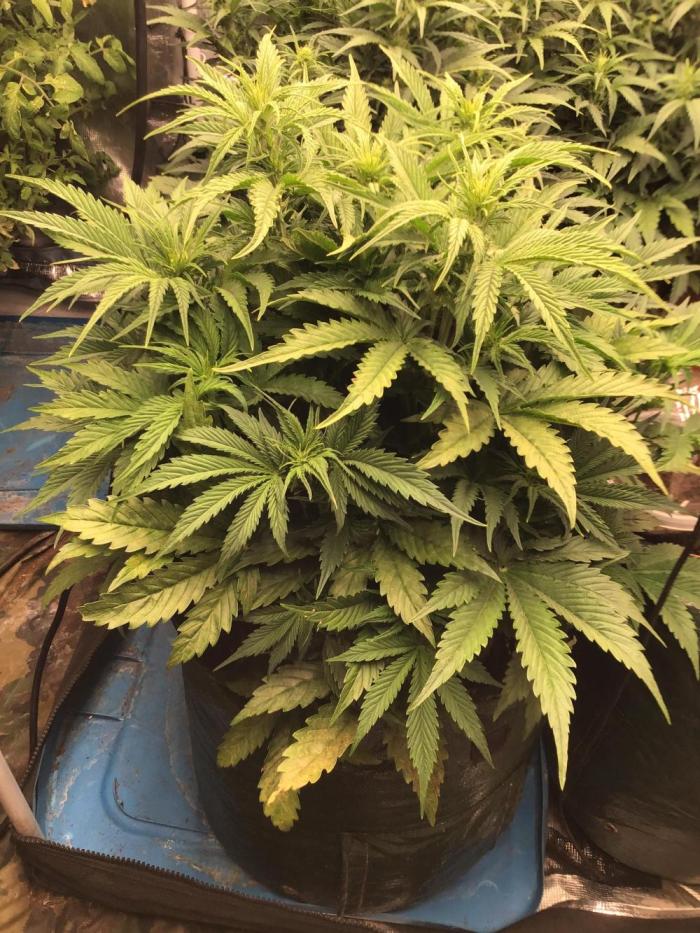 Tropicana cookies. Week 5 - She’s in preflower. Week 5 been slacking, sorry.