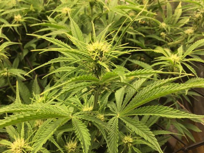 Tropicana cookies. Week 7 - Tropicana cookies week 2 of flower