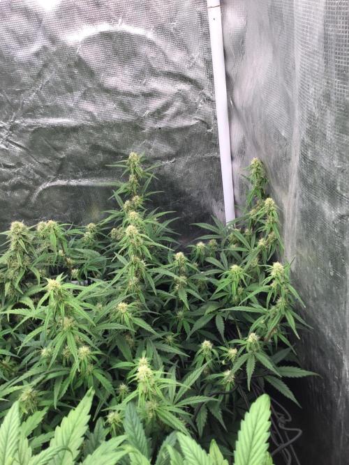 The Abode. Week 3 - Frostbanger number 2 , went into early flower only 18 inches tall,maximum.