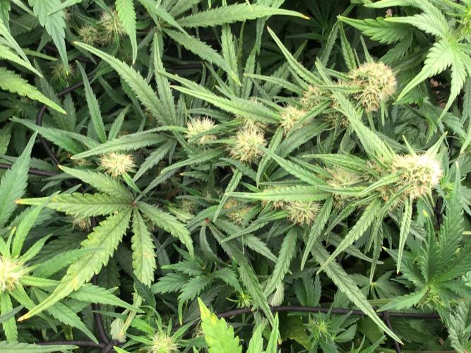 The Abode. Week 3 - Frostbanger number one,early flower week 3/flower