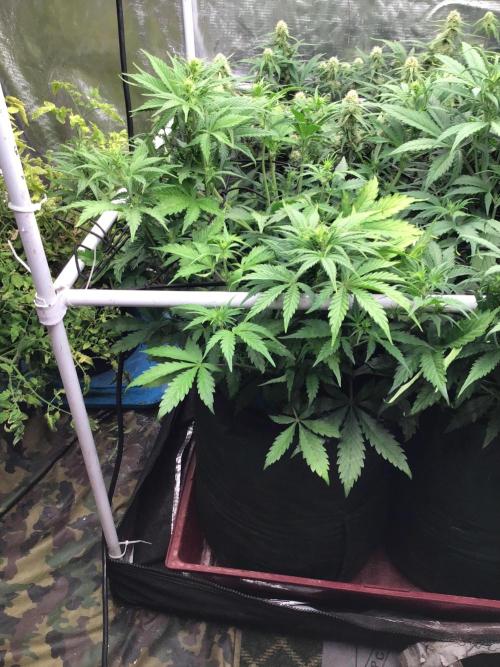 The Abode. Week 3 - Frostbanger number three,, week 1 flower,, just starting it in fact.