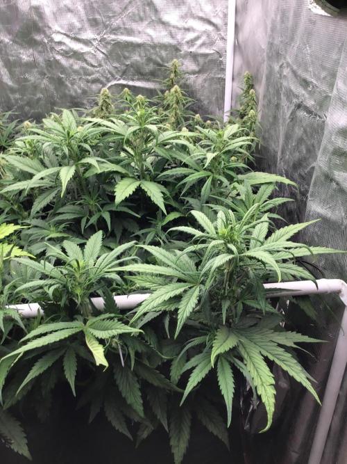 The Abode. Week 3 - Frostbanger number four, just started week one of flower.still getting taller.