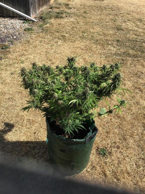 Tropicana cookies. Week 9 - Tropicana cookies week 5