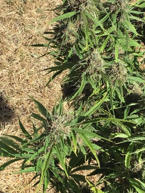 Tropicana cookies. Week 9 - Trop cookies week 5 