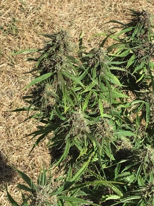Tropicana cookies. Week 9 - Tropicana cookies week 5