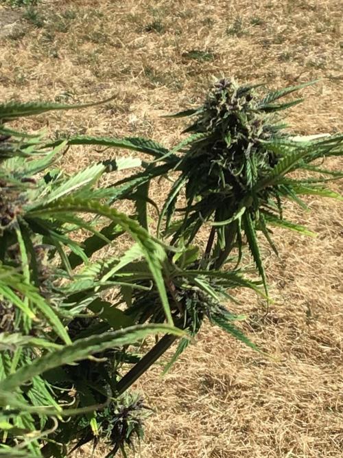 Tropicana cookies. Week 9 - Tropicana cookies week 5
