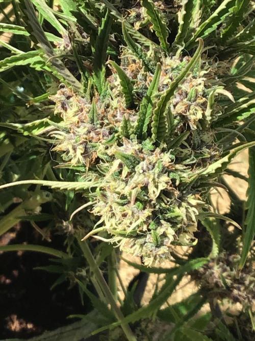 Tropicana cookies. Week 9 - Tropicana cookies week 5