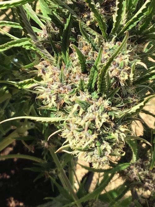 Tropicana cookies. Week 9 - Tropicana cookies week 5