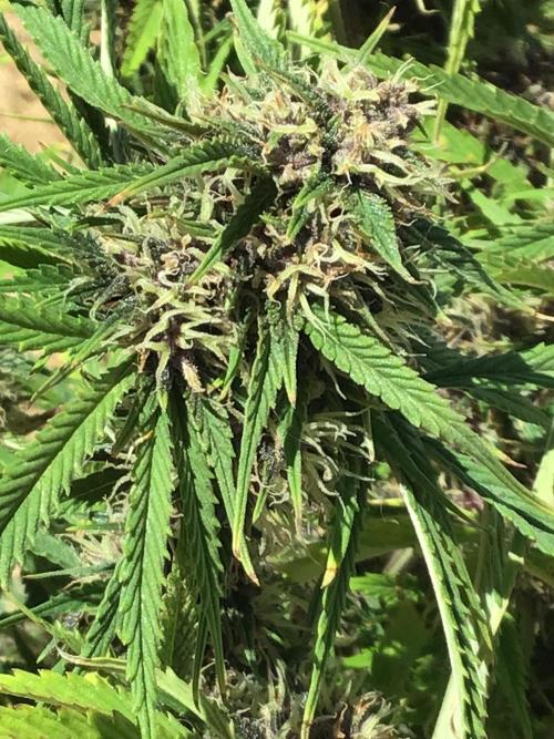 Tropicana cookies. Week 9 - Tropicana cookies week 5