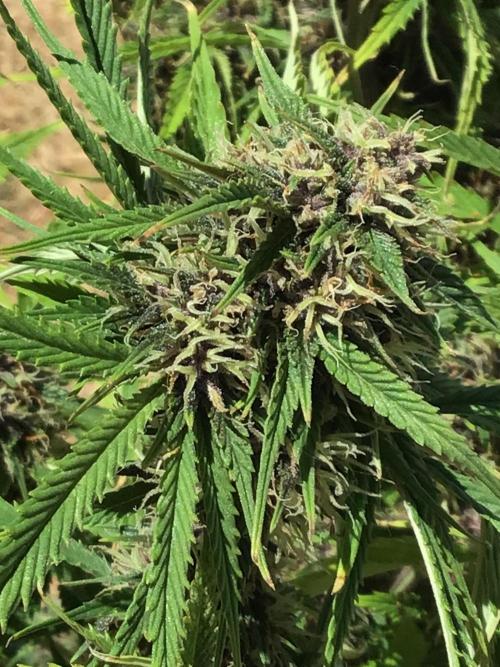 Tropicana cookies. Week 9 - Tropicana cookies week 5