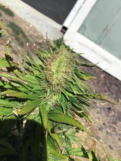 The Abode. Week 4 - Fat cola