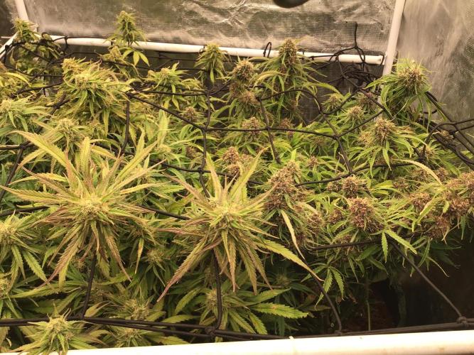 Tropicana cookies. Week 10 - Tropicana cookies week 5 of flower. The colors are REALLY starting to pop!!!!