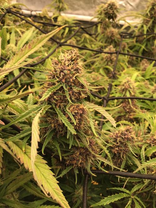 Tropicana cookies. Week 10 - Tropicana cookies week 5 of flower. The smell is amazing!