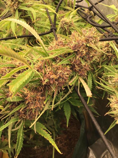 Tropicana cookies. Week 10 - Tropicana cookies week 5 of flower. I wish there was smell tube!
