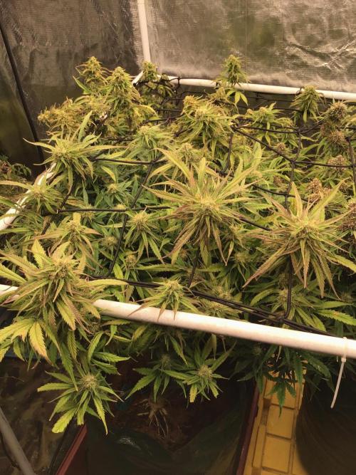 The Abode. Week 5 - Frostbanger, week 5 of flower