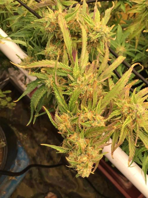 The Abode. Week 5 - She’s starting to get that frost