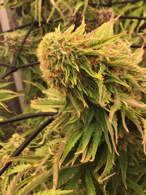 The Abode. Week 5 - The smell is reminiscent of lemony skunk