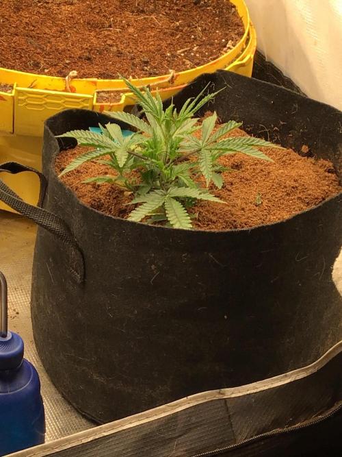 Purple Haze all in my brain. Week 2