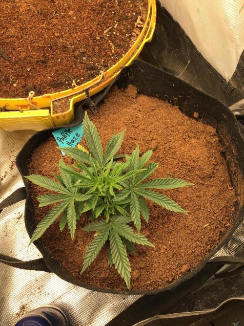 Purple Haze all in my brain. Week 2 - It would be great if my cat would quit eating my plants!!pu