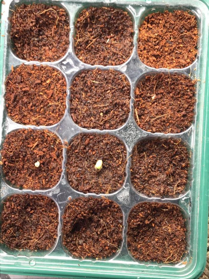 Purple Haze all in my brain. Week 0 - 2 little seeds,about to pop!